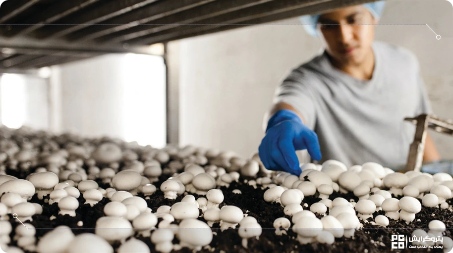 مراحل پرورش قارچ