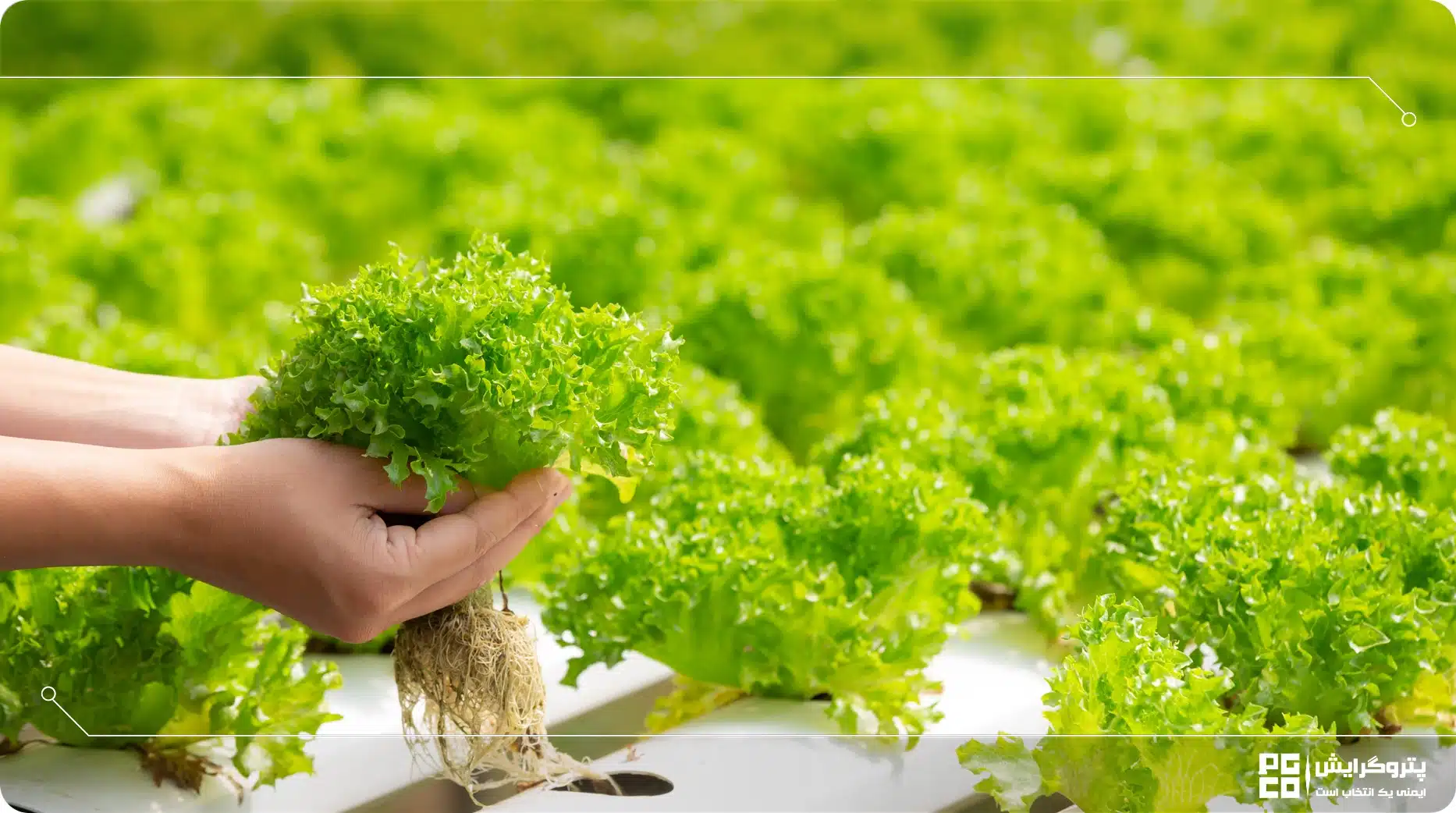 هزینه ساخت گلخانه هیدروپونیک