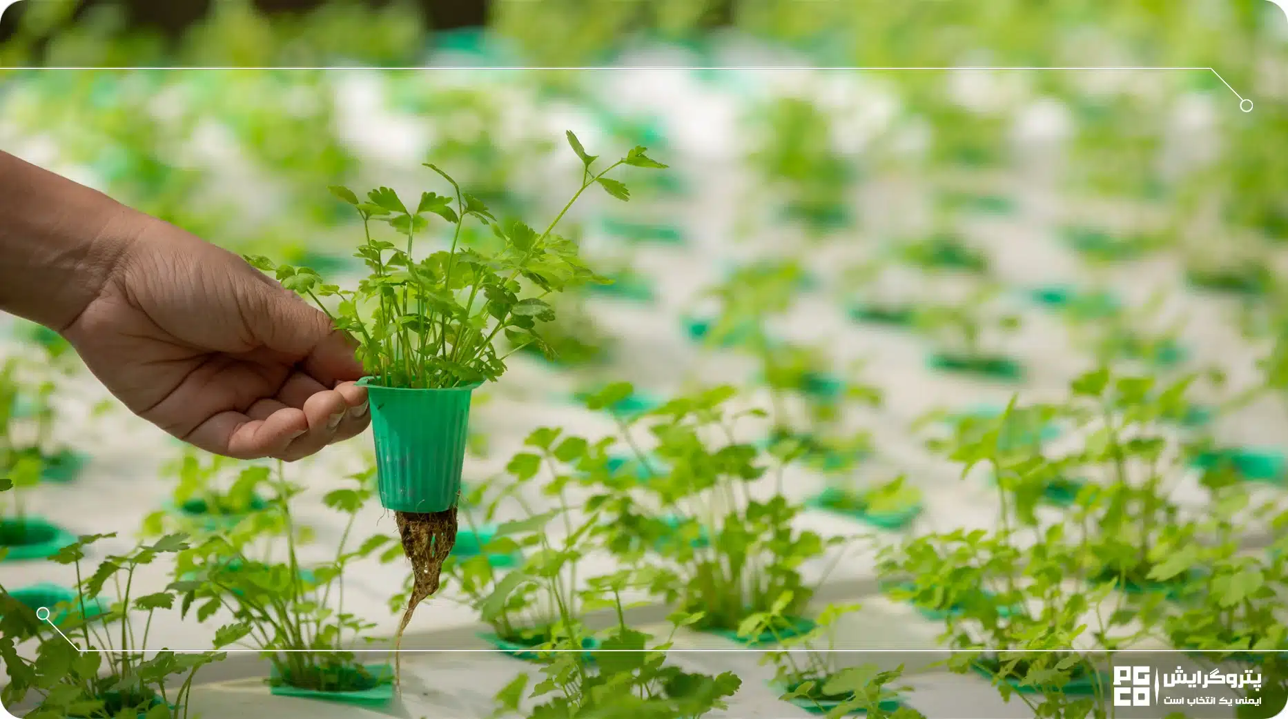 نکات کاربردی کشت هیدروپونیک