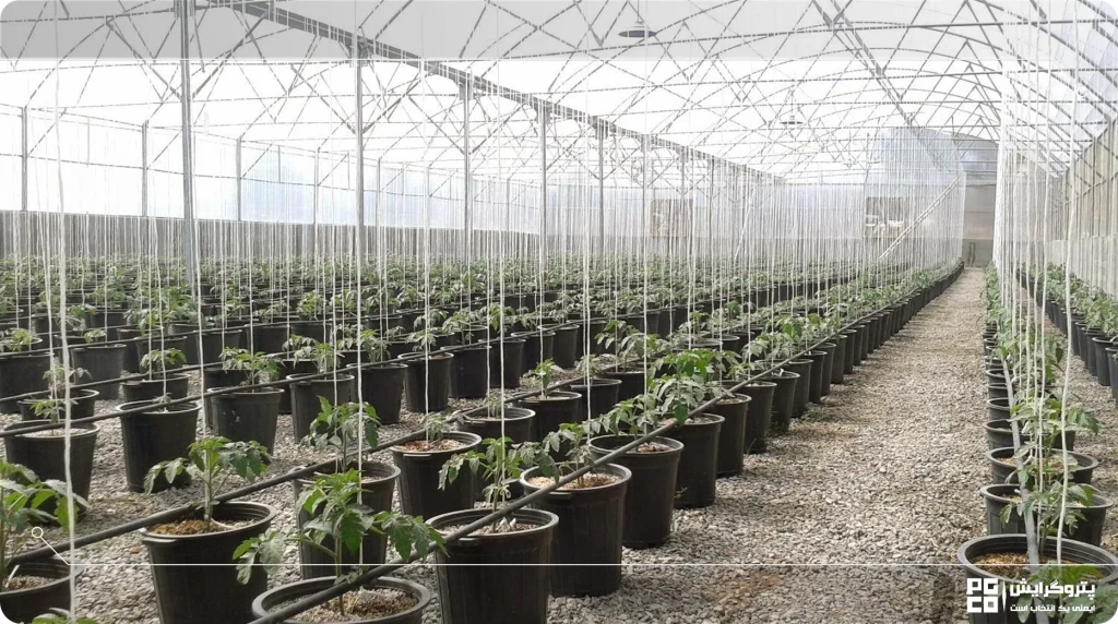 تفاوت گلخانه تیپ C با گلخانه تونلی