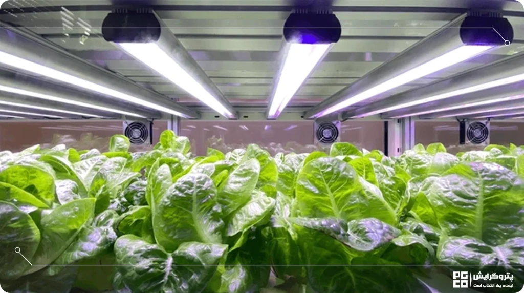 روش نورپردازی نور مصنوعی در گلخانه