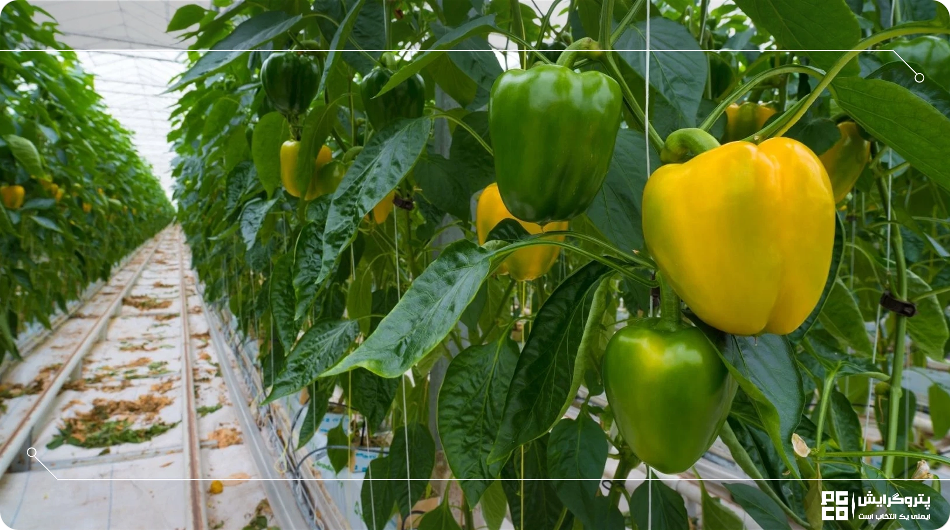 گلخانه کاشت فلفل دلمه ای