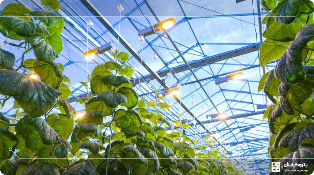 میزان فاصله لامپ نور مصنوعی رشد گیاه با گیاهان