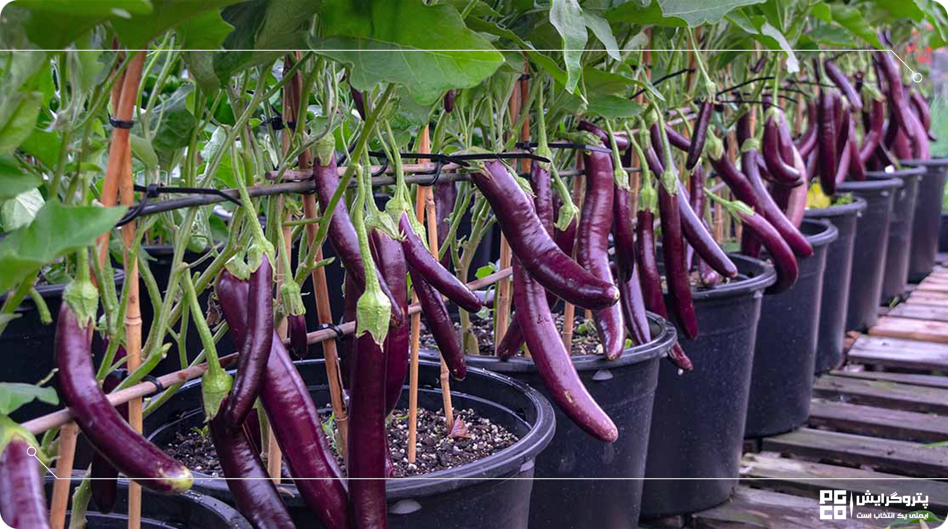 کاشت بادمجان