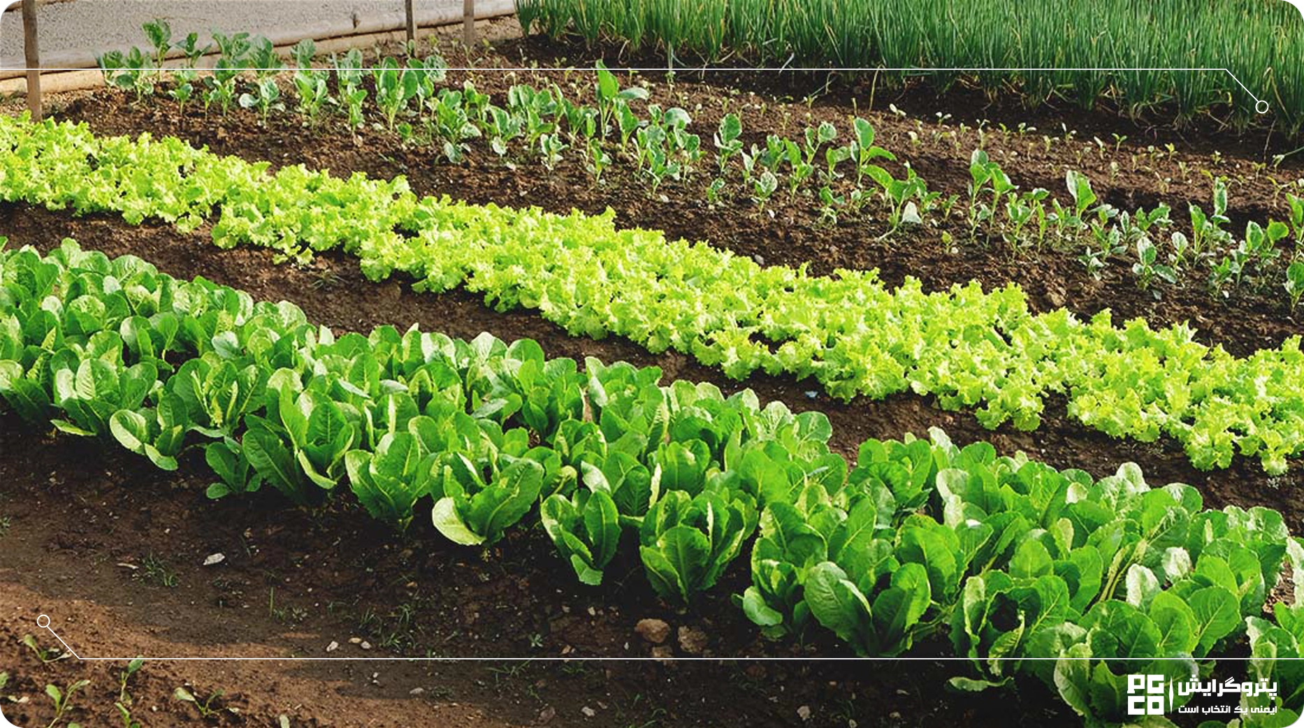 گلخانه کاشت سبزی