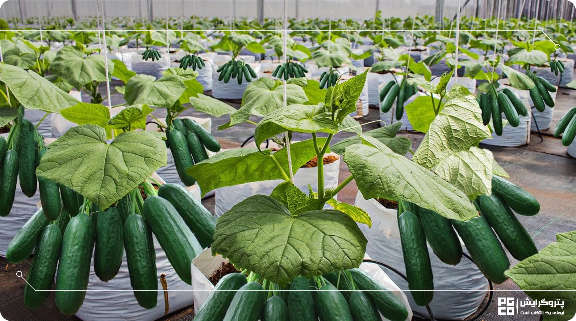 گلخانه کاشت خیار