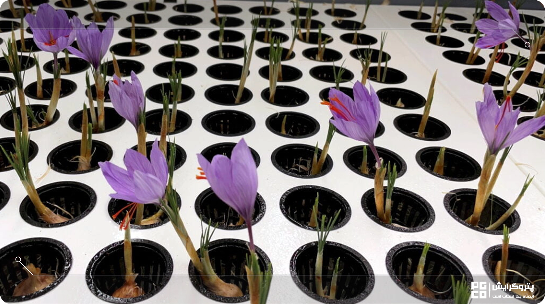 گلخانه کاشت زعفران