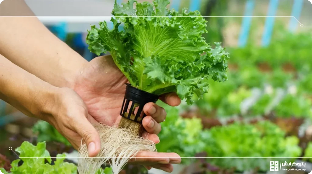 آیا سیستم ایروپونیک میتواند ارگانیک باشد؟