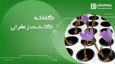 گلخانه کاشت زعفران