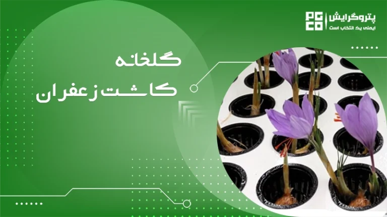 گلخانه کاشت زعفران