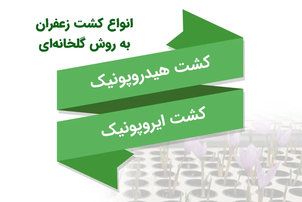 کشت گلخانه زعفران