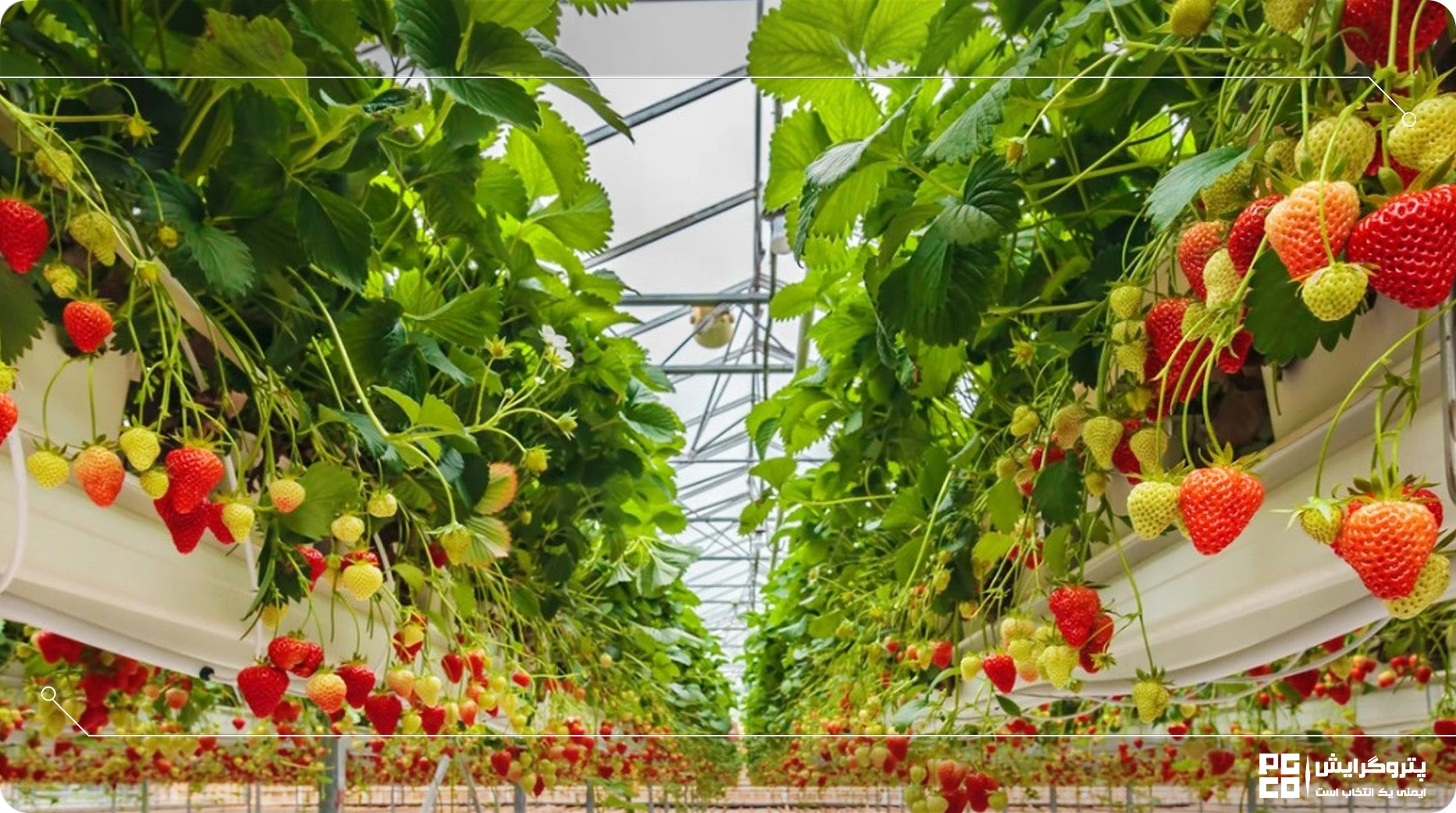 هزینه ساخت گلخانه هیدروپونیک