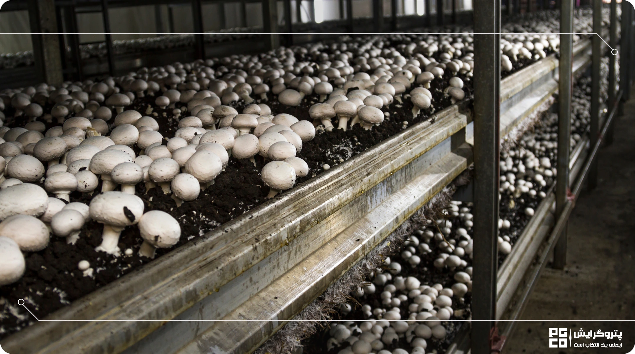 سالن پرورش قارچ