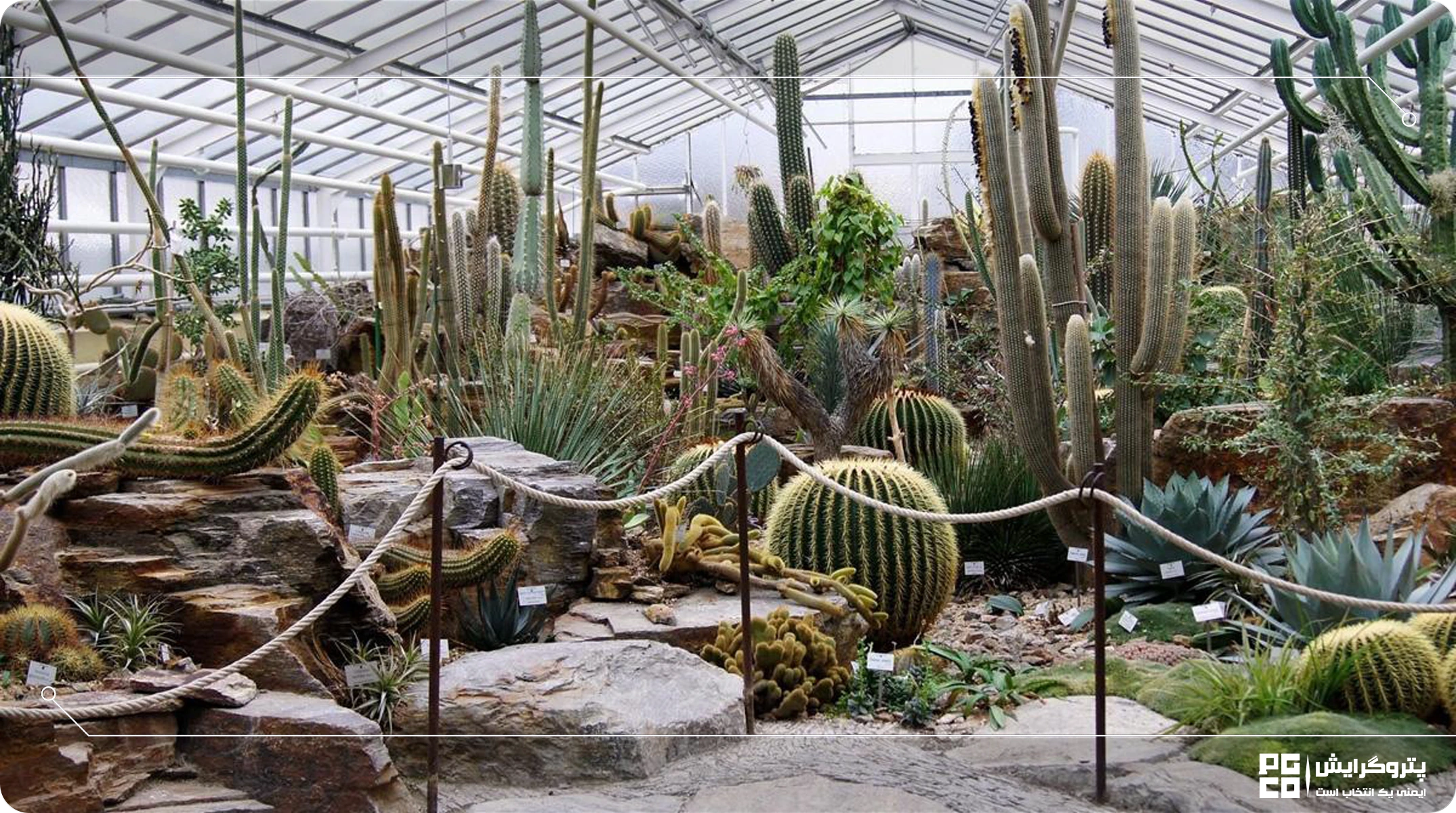 مراقبت از گیاهان مقاوم به کم آبی