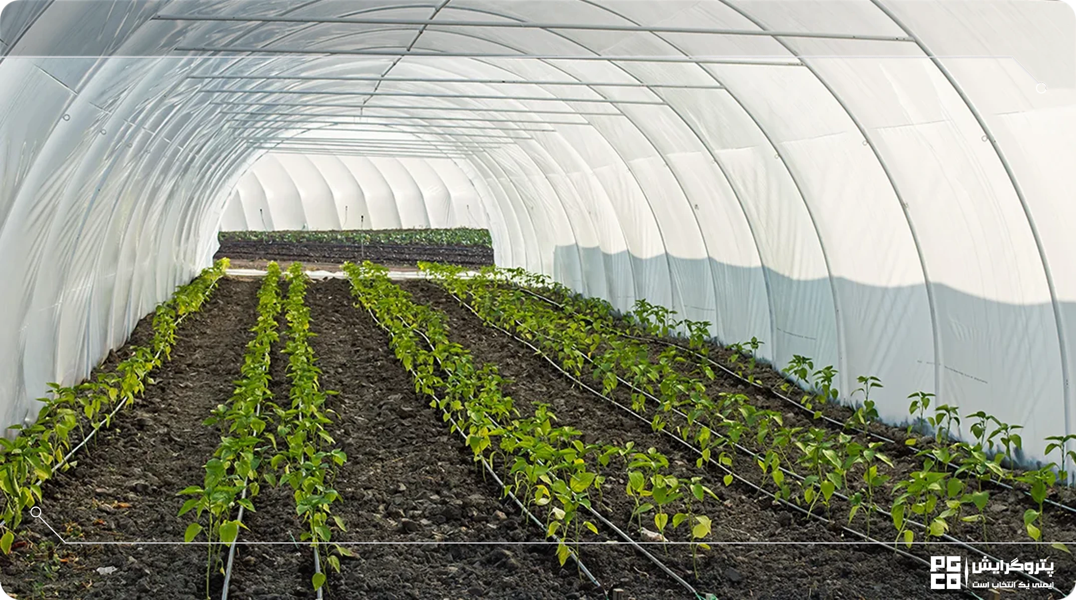 پرورش گیاهان مقاوم به خشکی