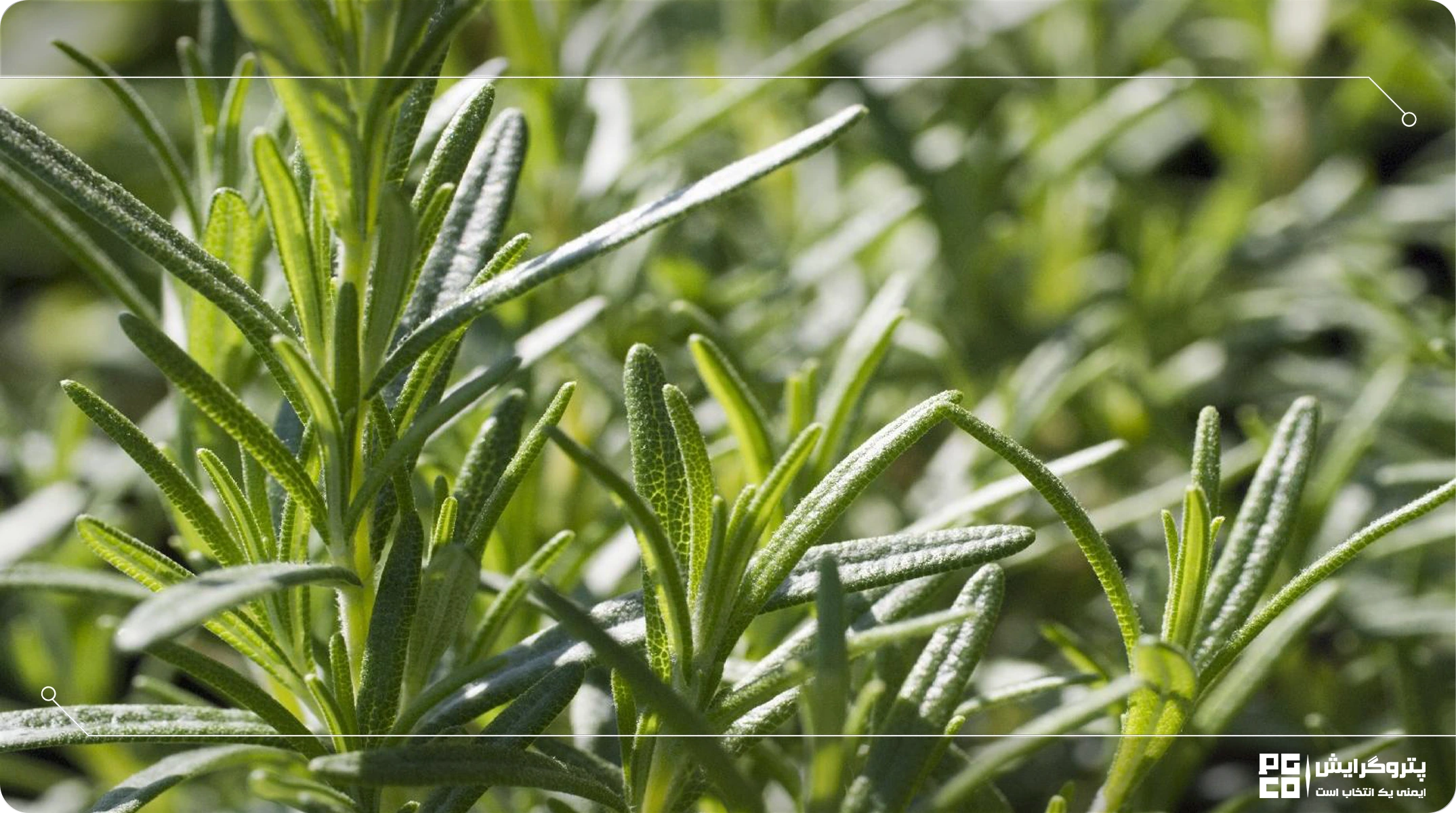 حفظ رطوبت در گلخانههای مناطق خشک