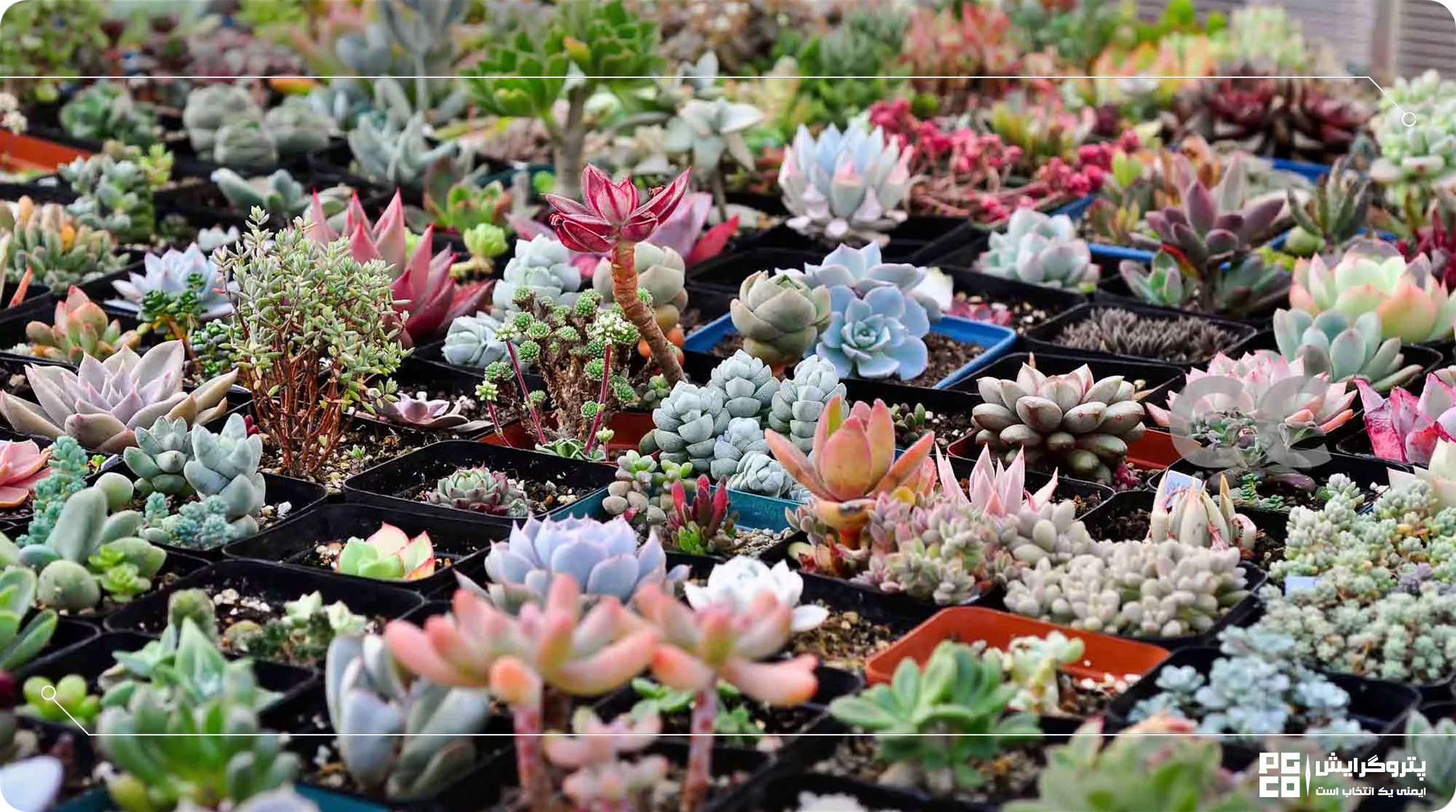 آبیاری قطرهای بر گیاهان مقاوم به خشکی