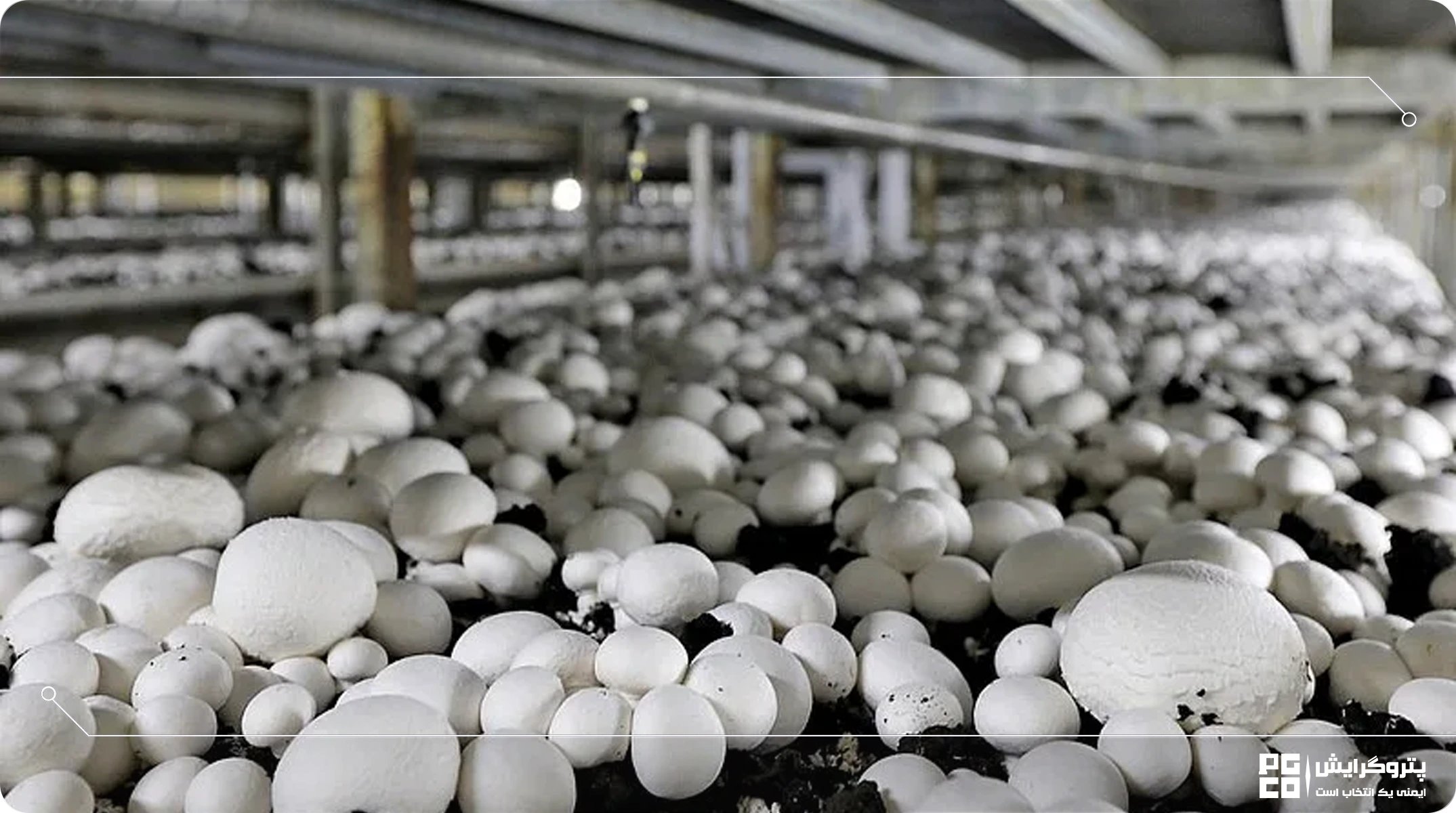 سود پرورش قارچ در گلخانه