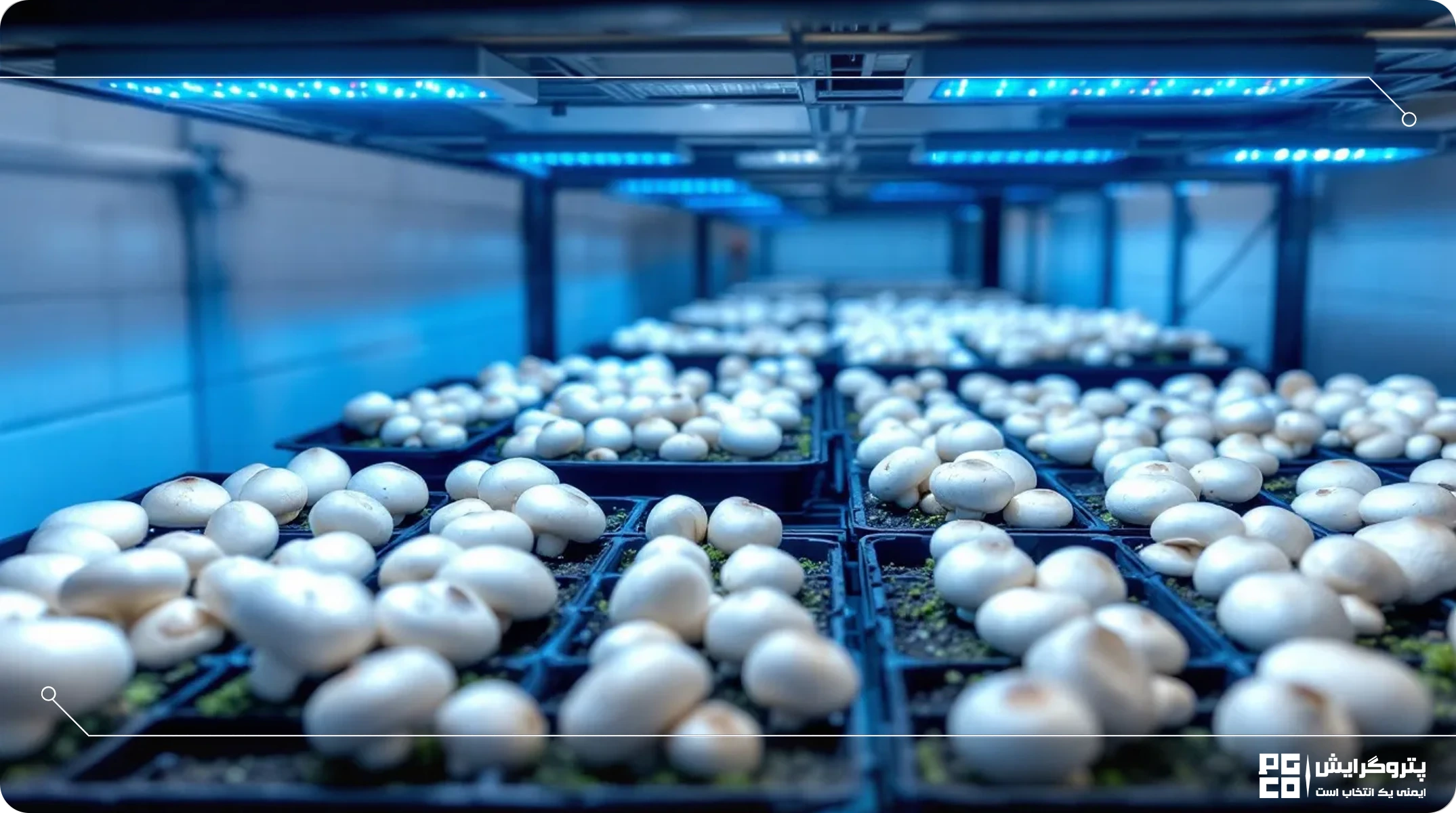 مشکلات رایج در پرورش قارچ در گلخانه