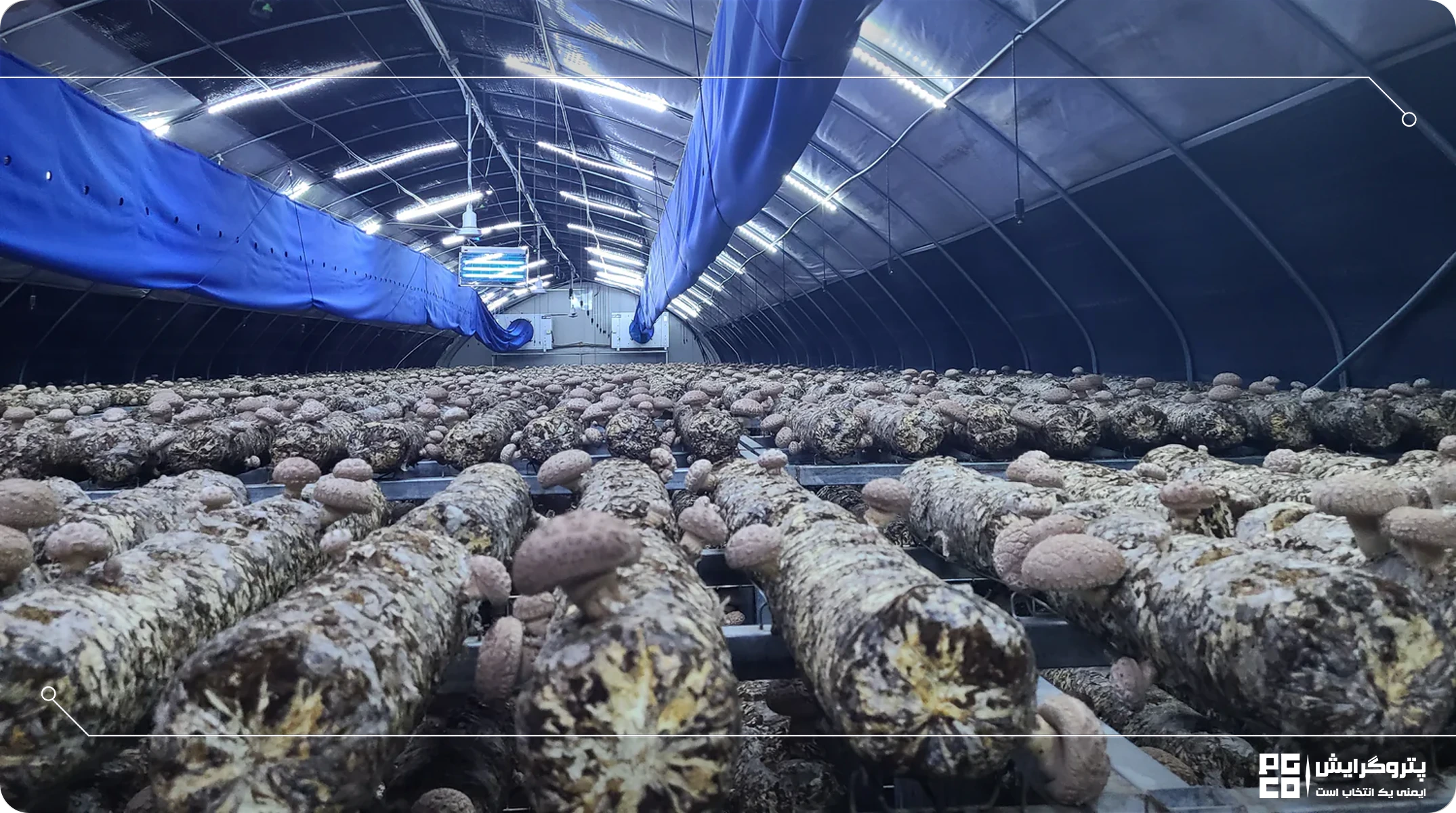 کاشت قارچ صدفی در گلخانه