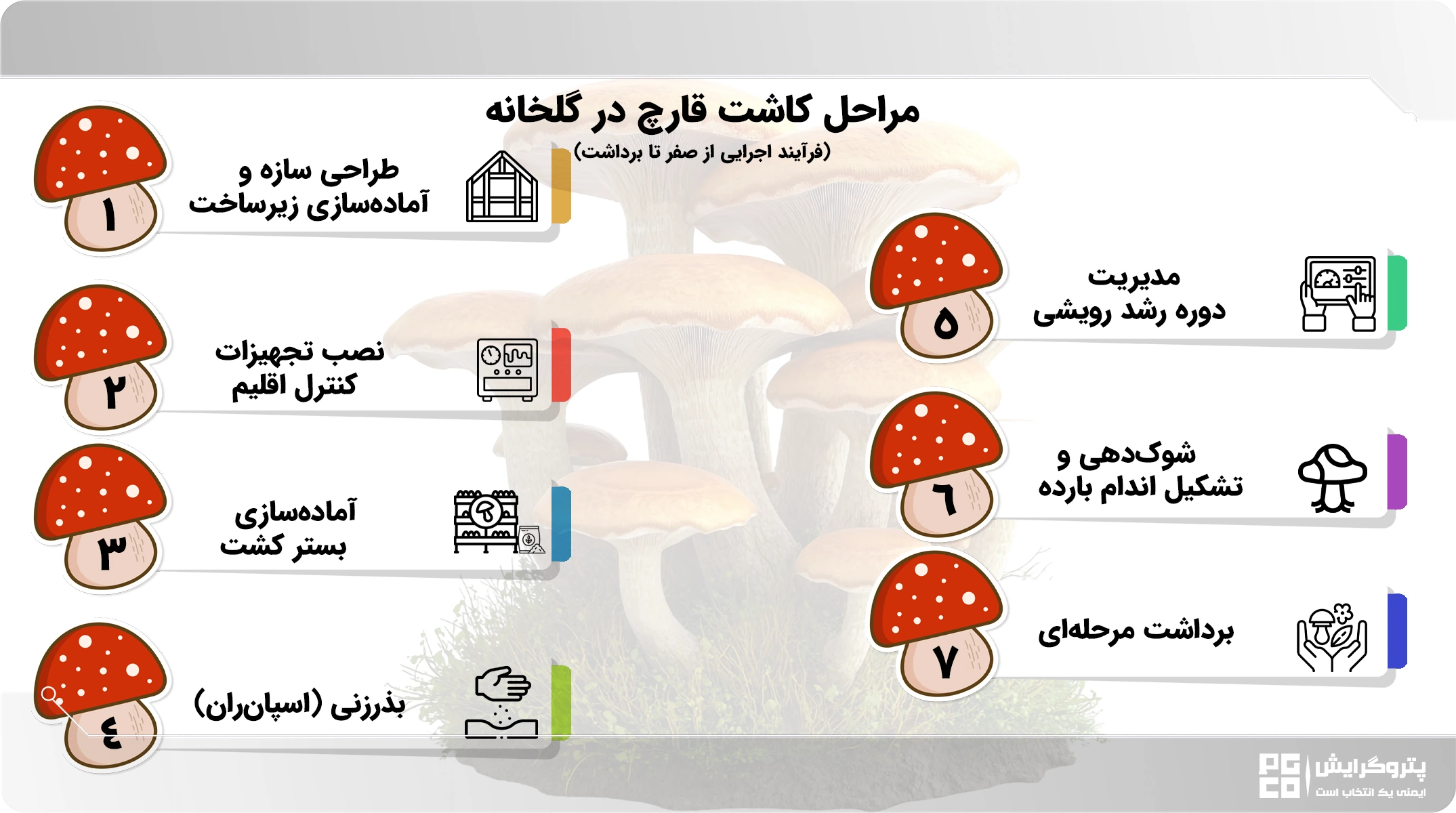 مراحل کاشت قارچ در گلخانه